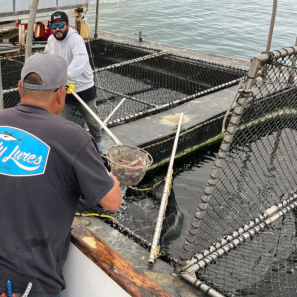 Openwaters Foundation Deep Sea Fishing Bait