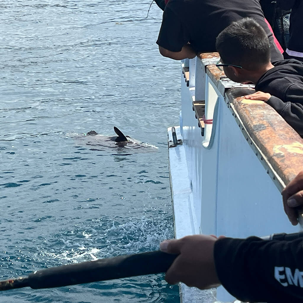 Openwaters Foundation Deep Sea Fishing Giant Sea Bass Catch Release
