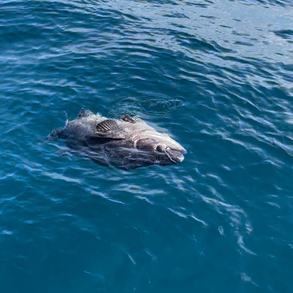 Openwaters Foundation Deep Sea Fishing Giant Sea Bass Catch Release