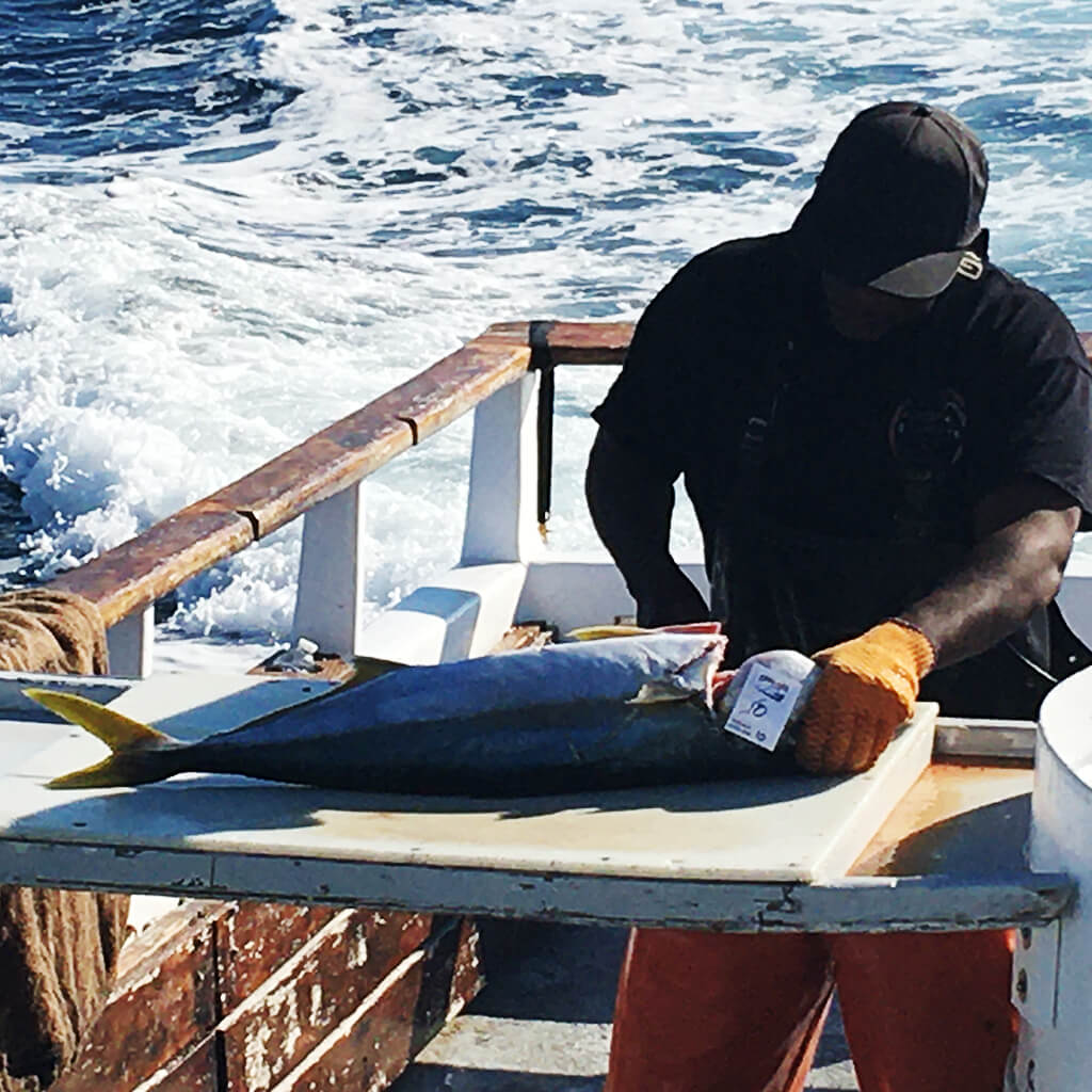Openwaters Foundation Deep Sea Fishing Yellowtail Cleaned